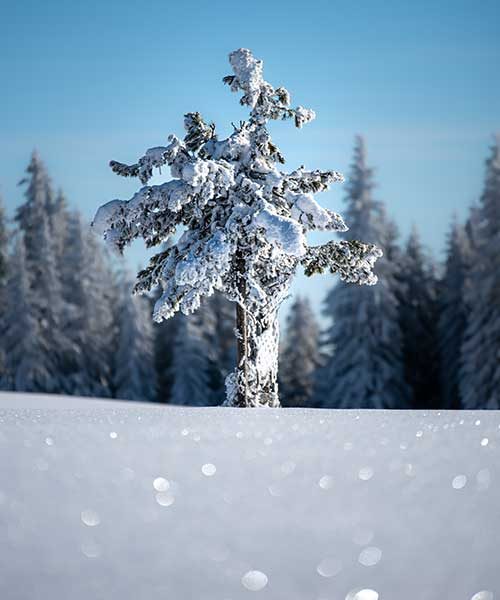 Slideshow_Schneebaum